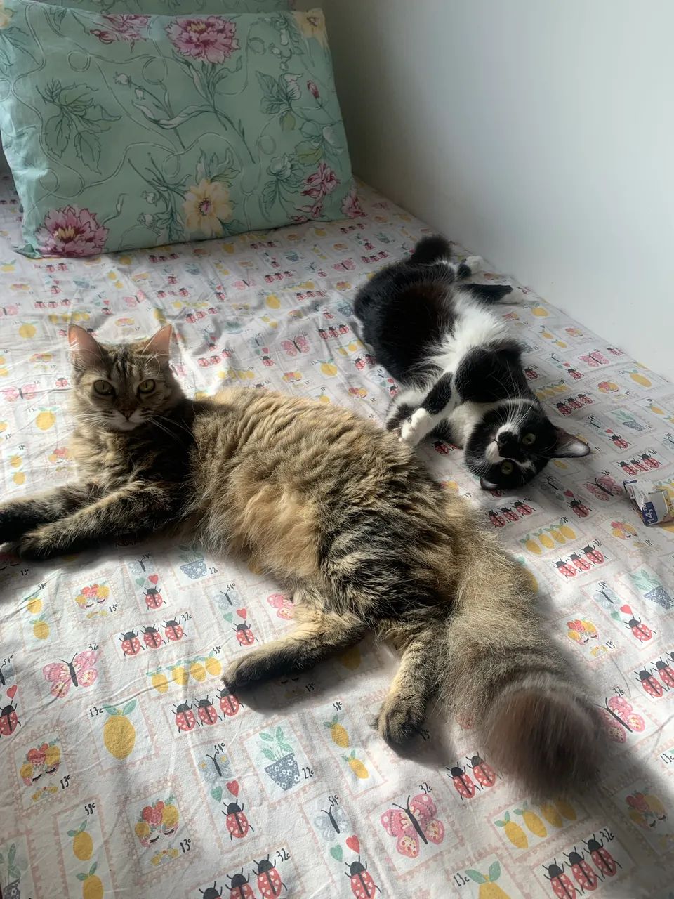 Doação de duas gatas  - Foto 2