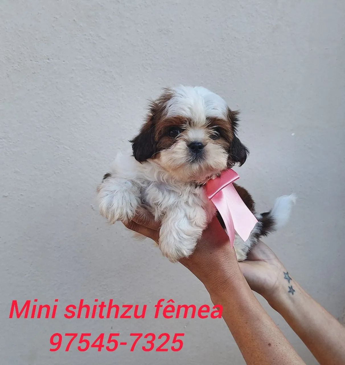 Mini shithzu com garantia de saúde  - Foto 4