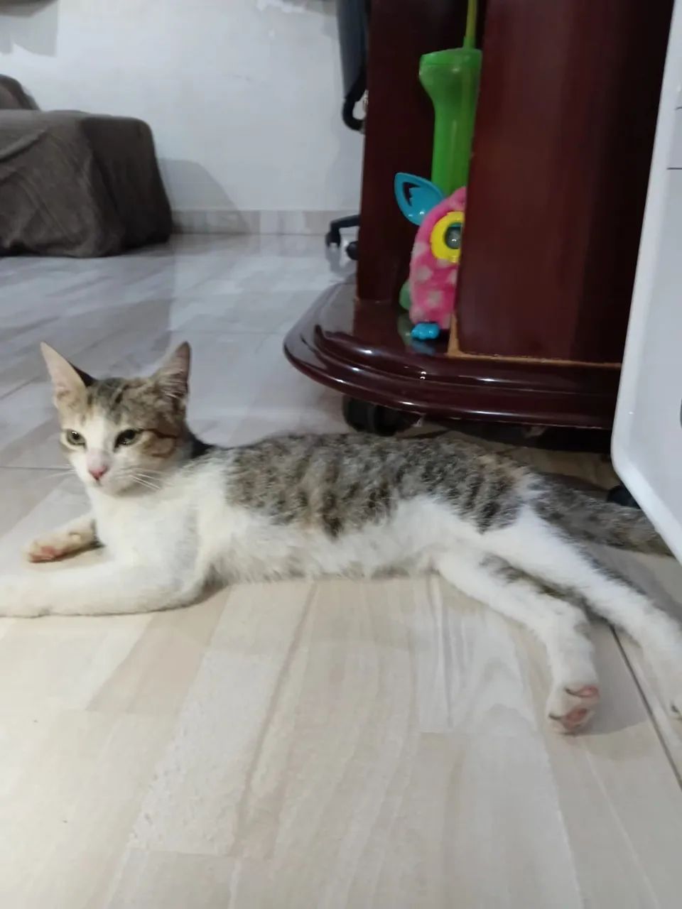 Gata para adoção  - Foto 2