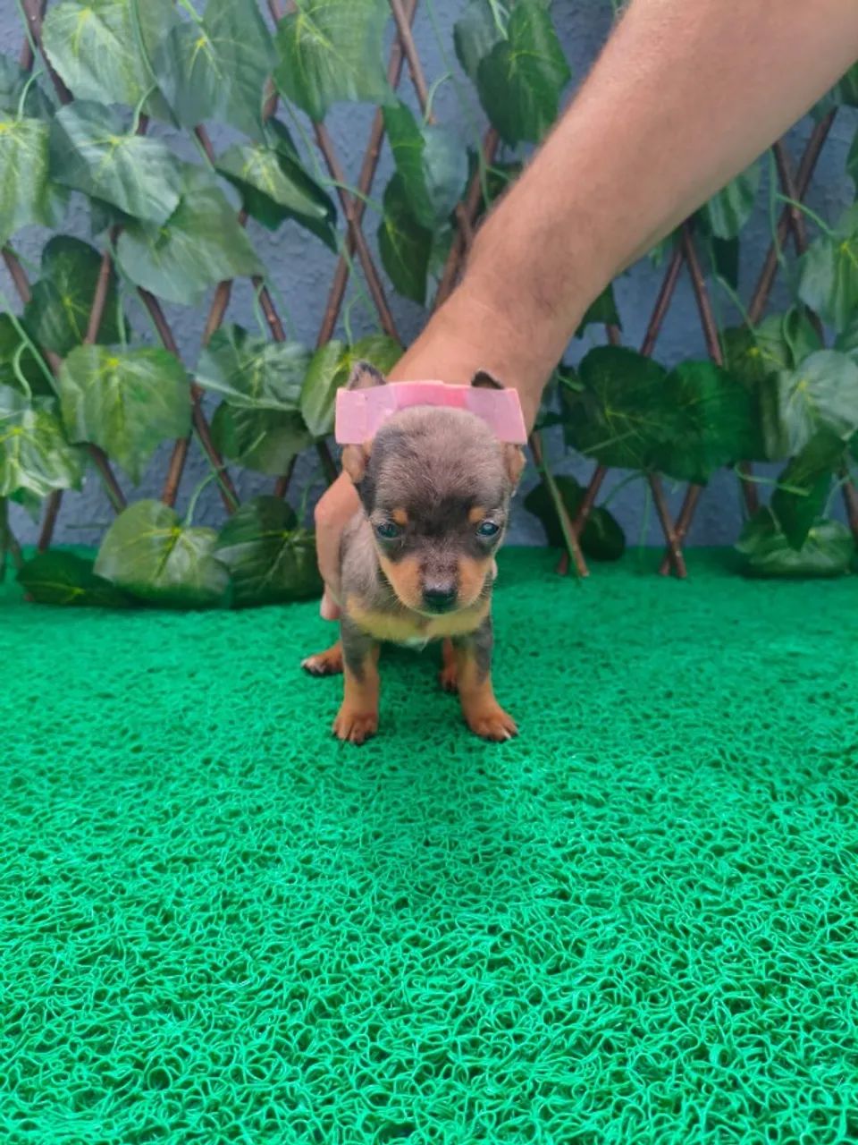 Pinscher macho e fêmea ideais para apartamento - Chame no WhatsApp