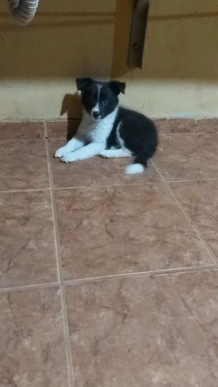 Cachooro