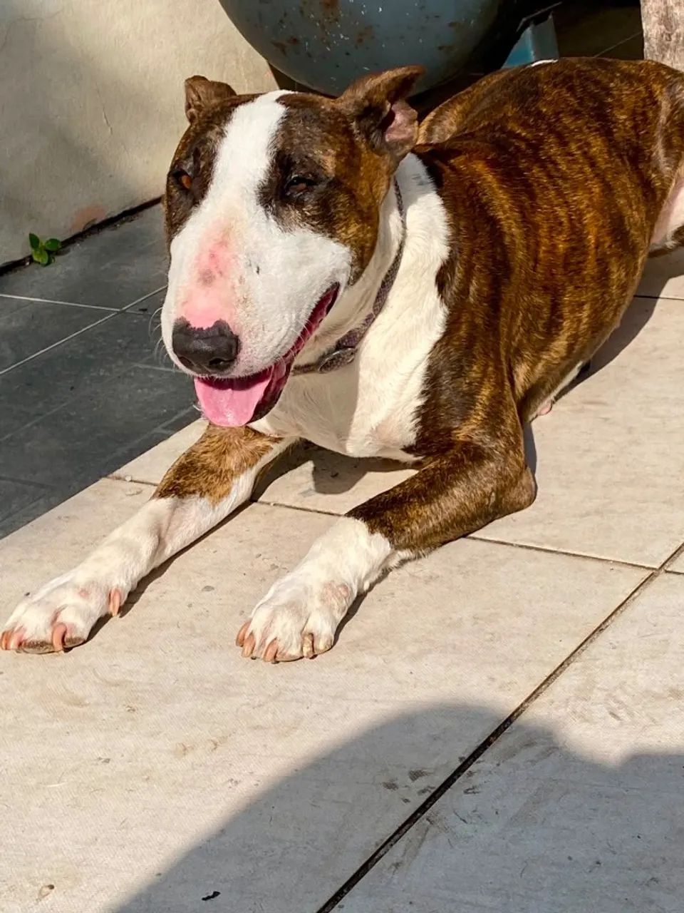 Adoç ão fêmea Bull Terrier  - Foto 2