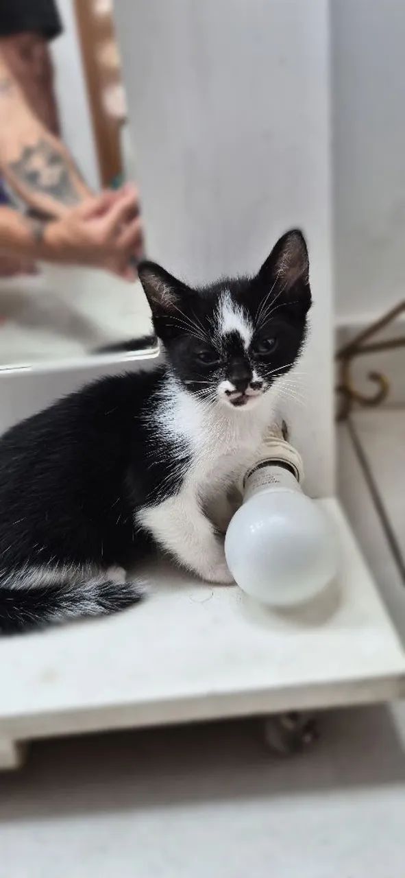Doa-se gato  - Foto 2