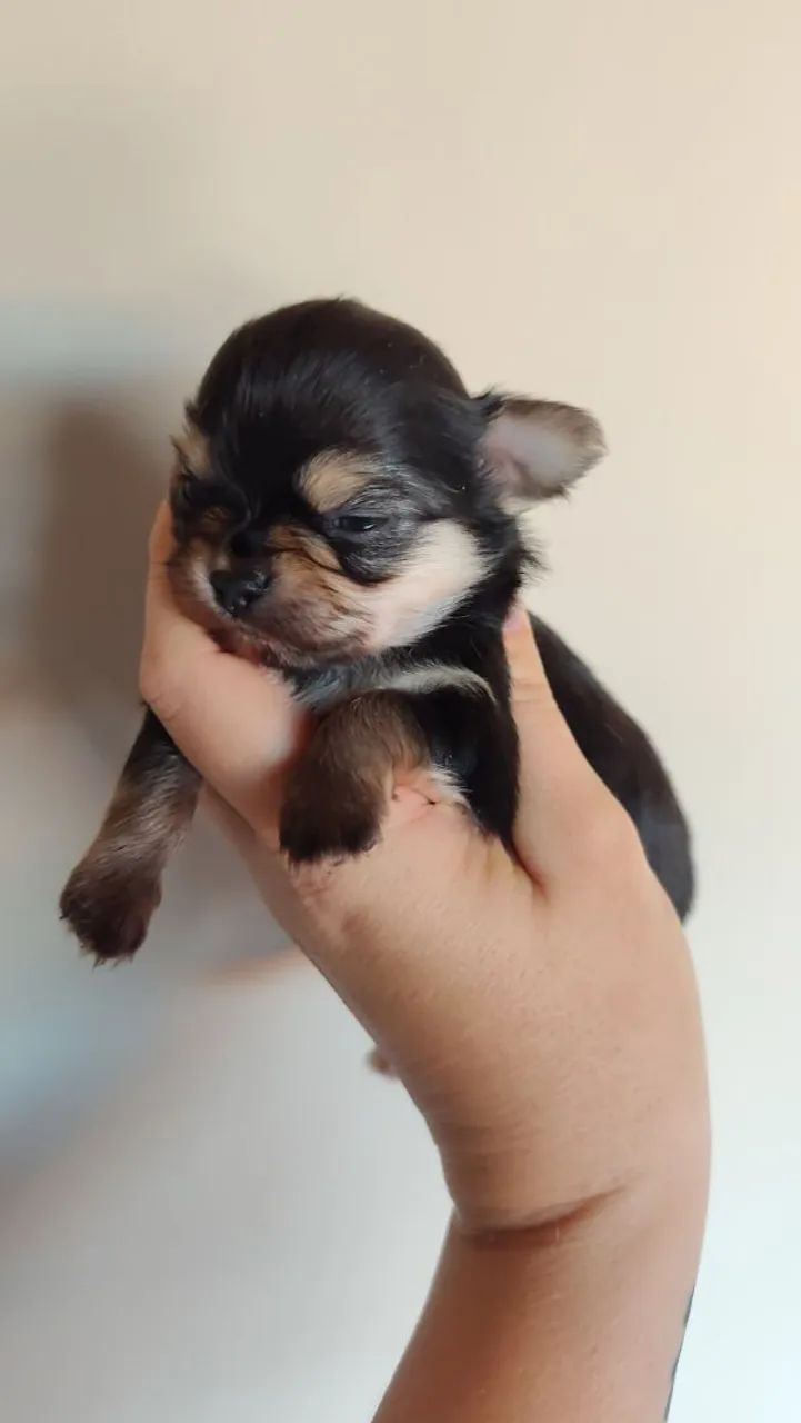 CHIHUAHUA Black tan