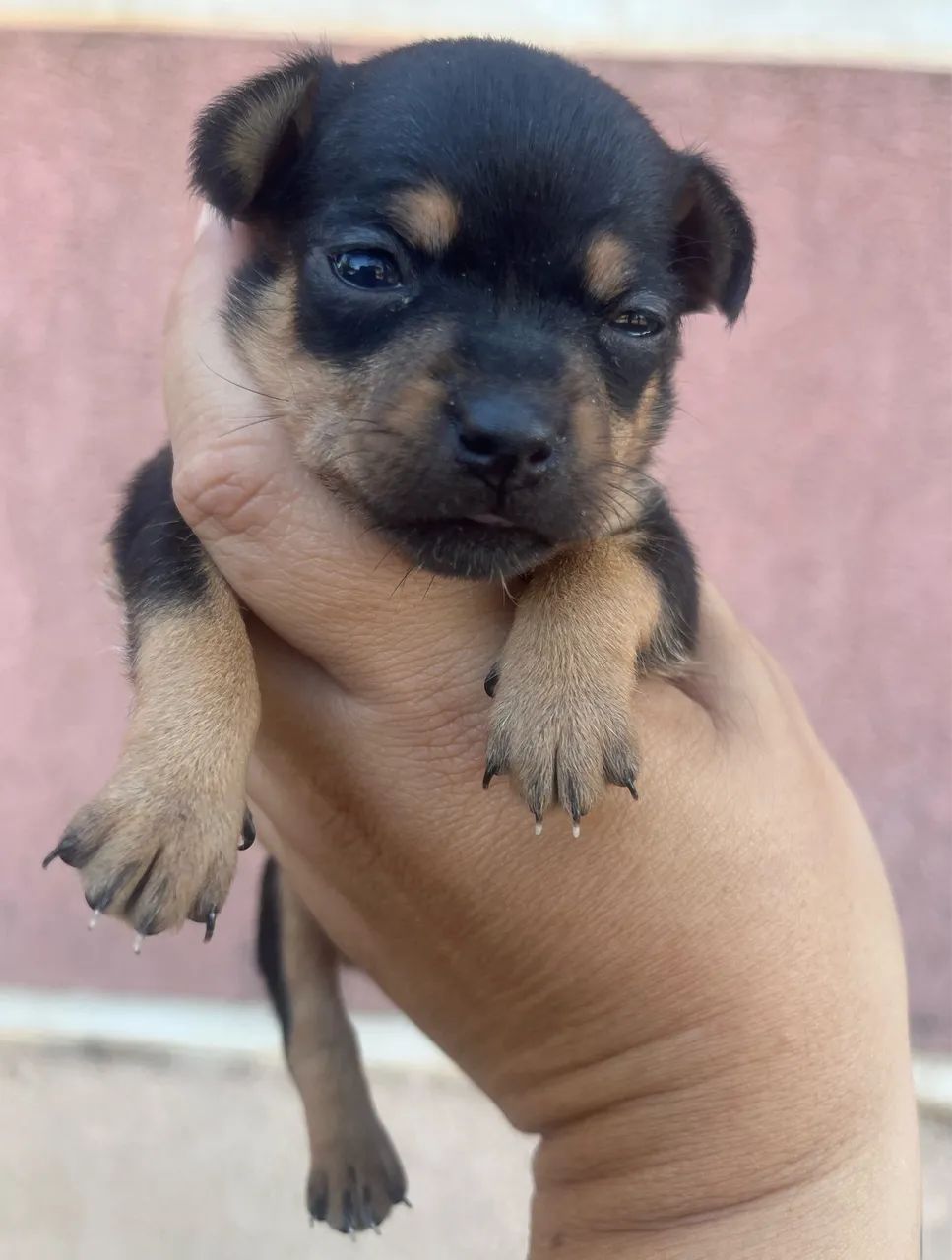 Pinscher Fêmeas e Macho - Foto 4