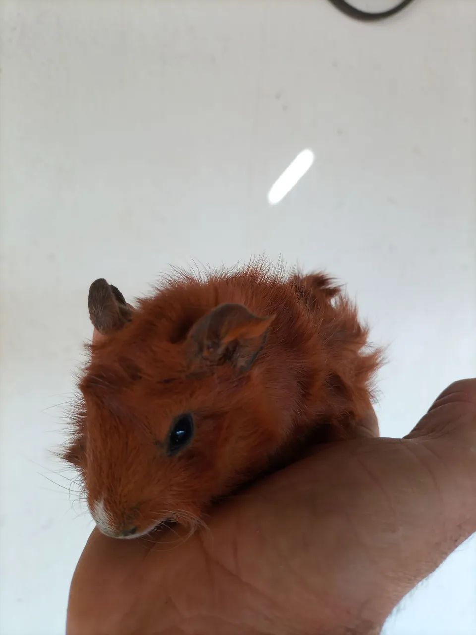 Porquinho da índia  - Foto 6