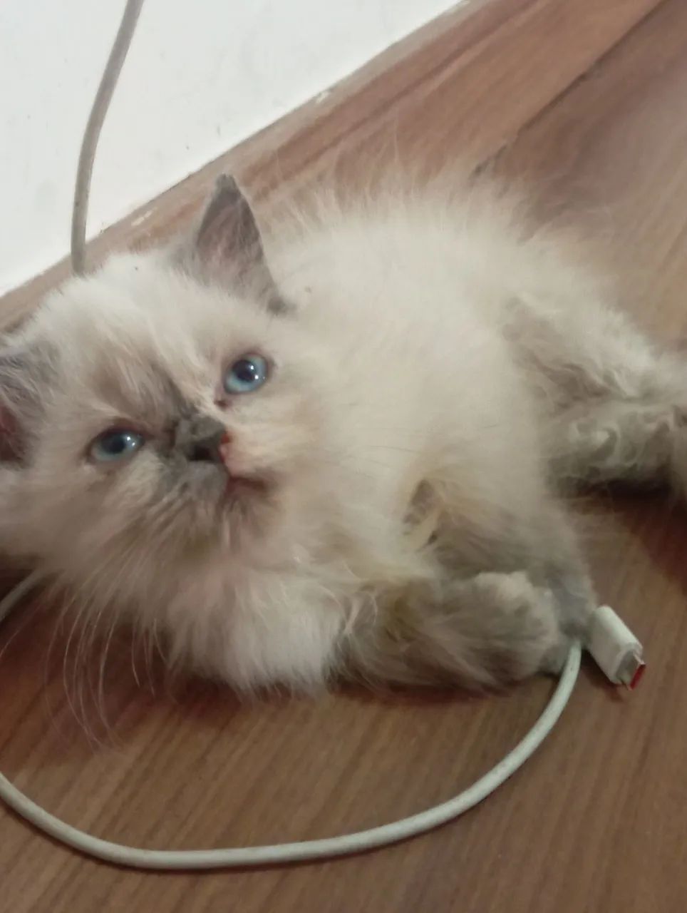 Gato persa 