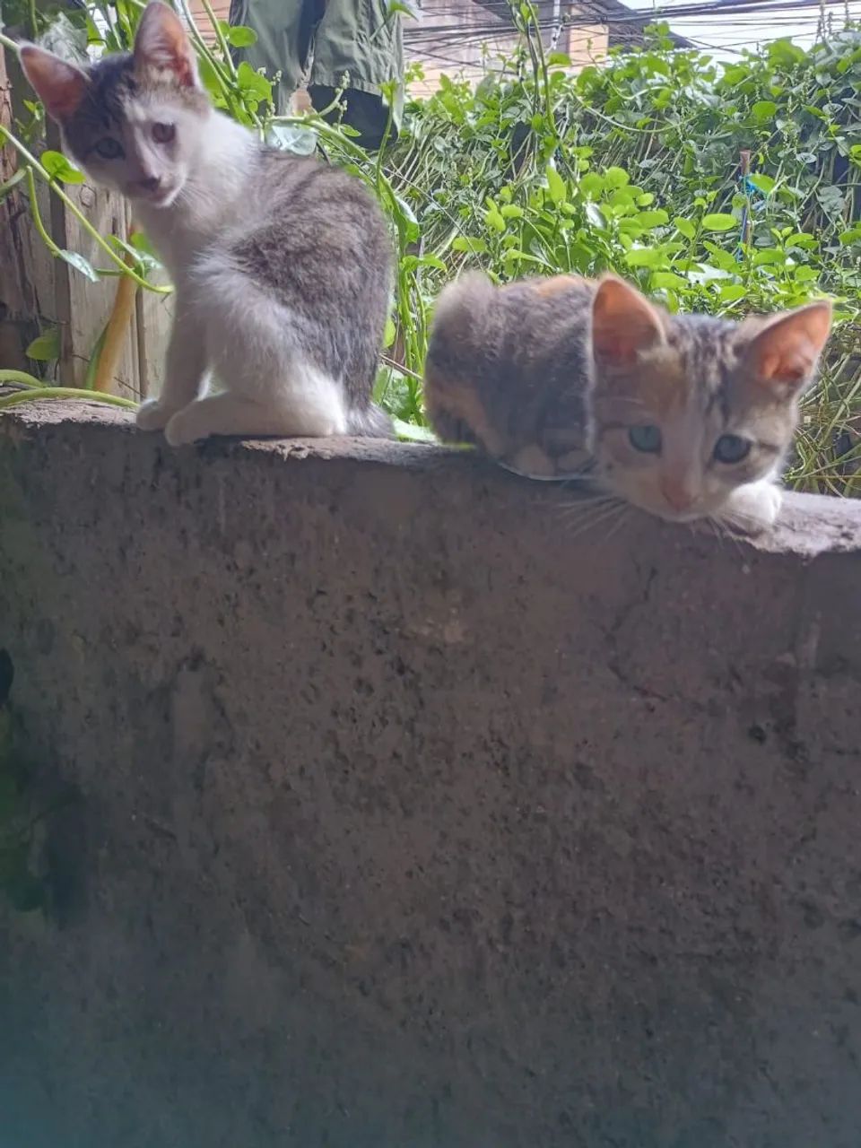 Doação de gatos - Foto 2