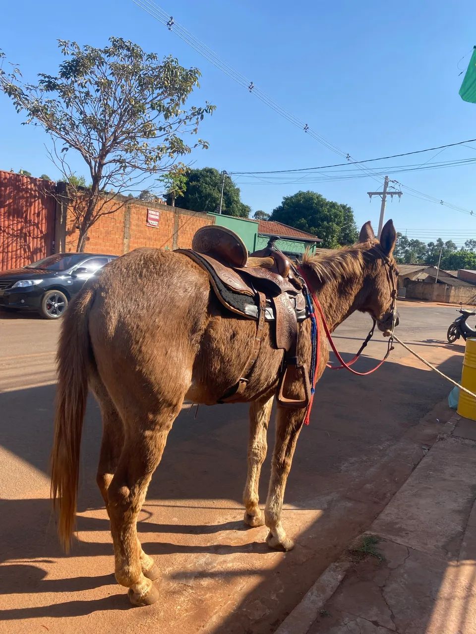 mula pra venda! - Foto 2