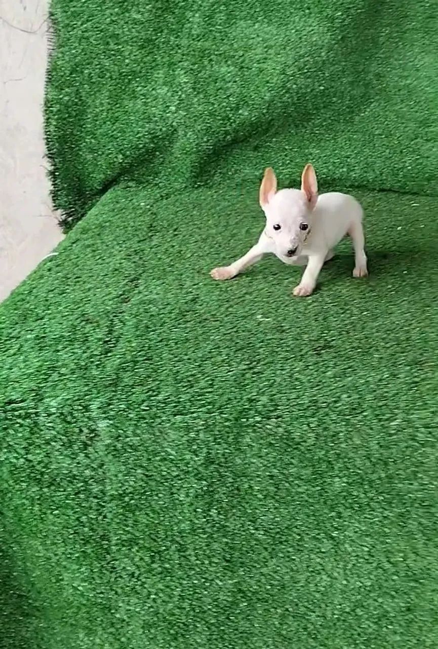 Pinscher pré adestrado  - Foto 4