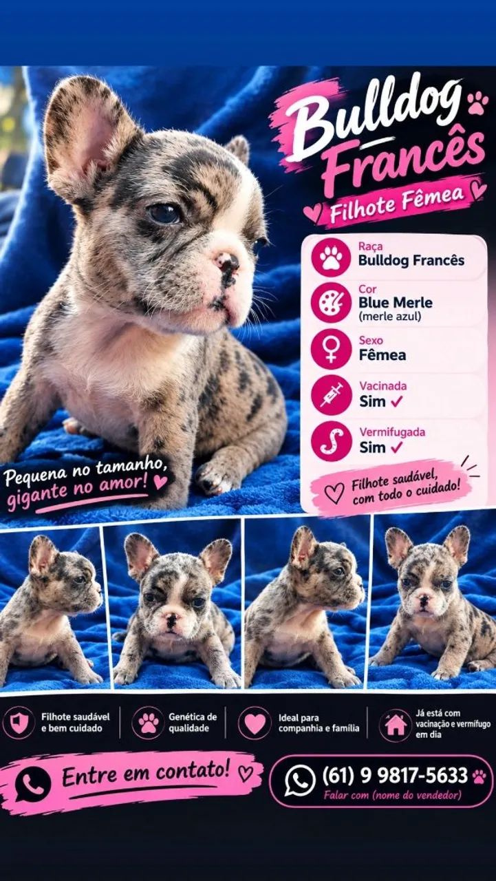 Bulldog Francês 