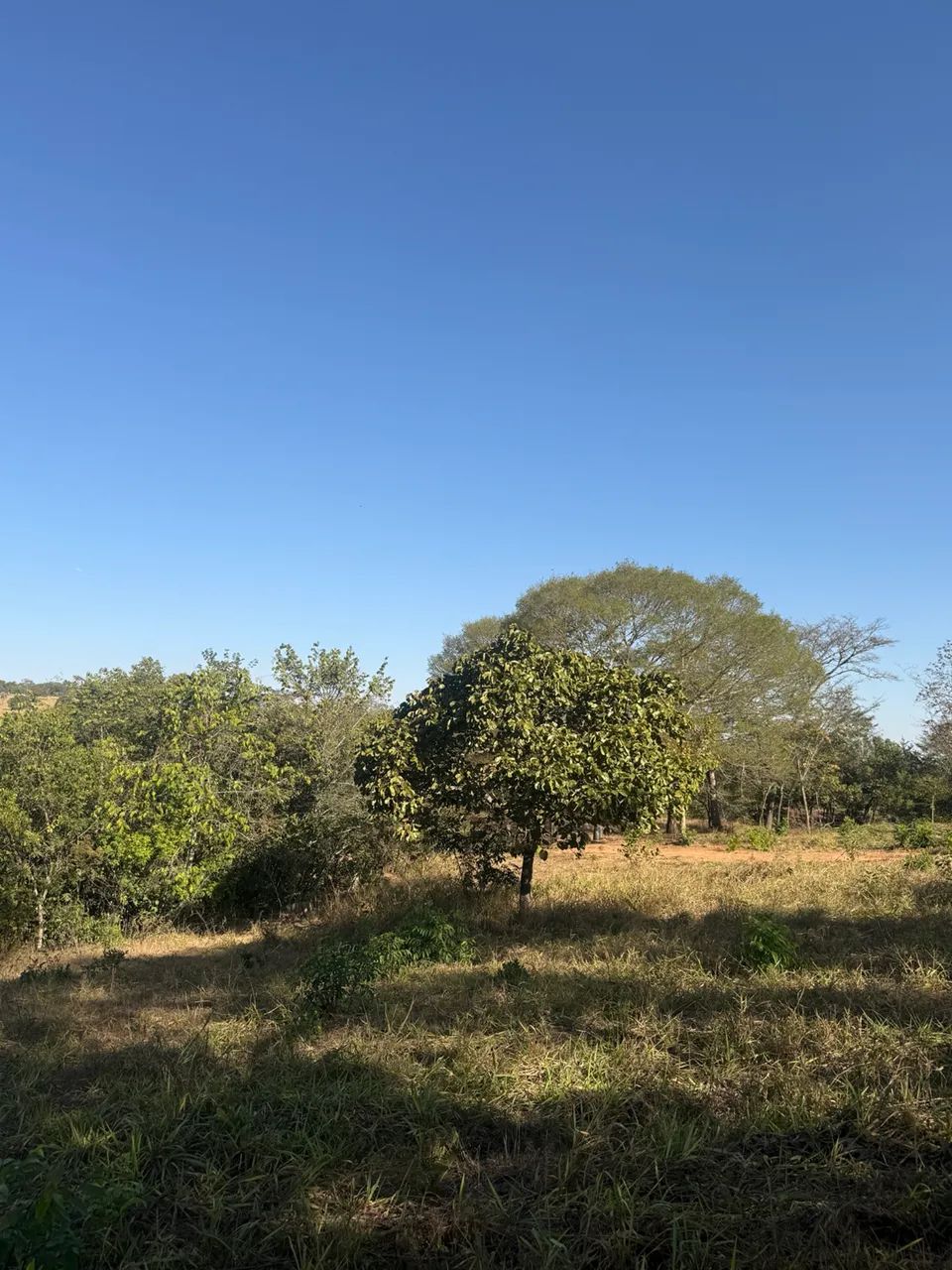 Chácara de 1.000M em senador Canedo  - Foto 4