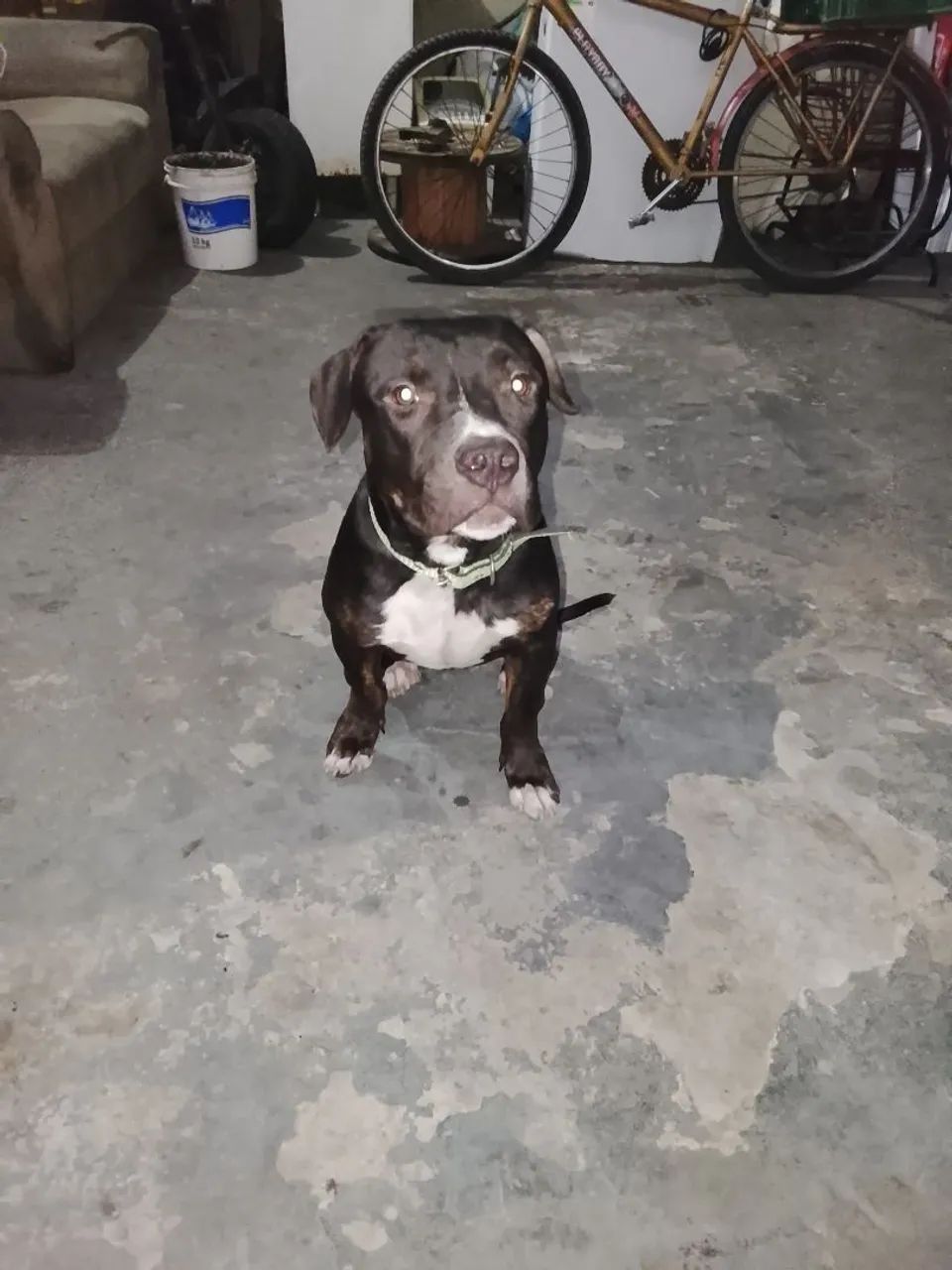 Pit Bull  - Foto 3