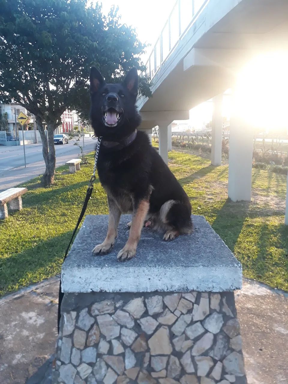 Pastor alemão fêmea  - Foto 5