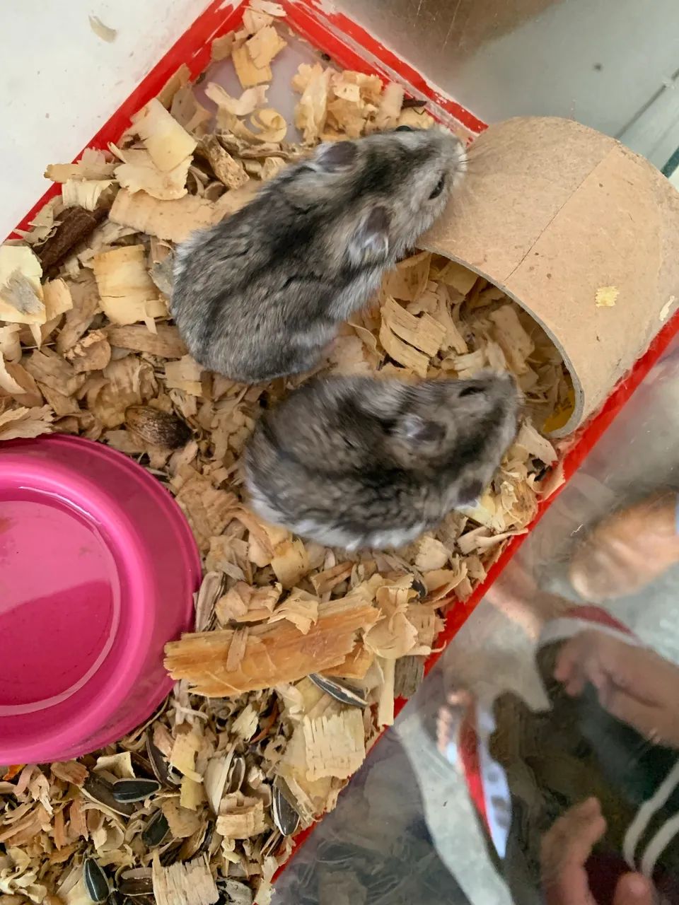 Hamster anão russo  - Foto 3
