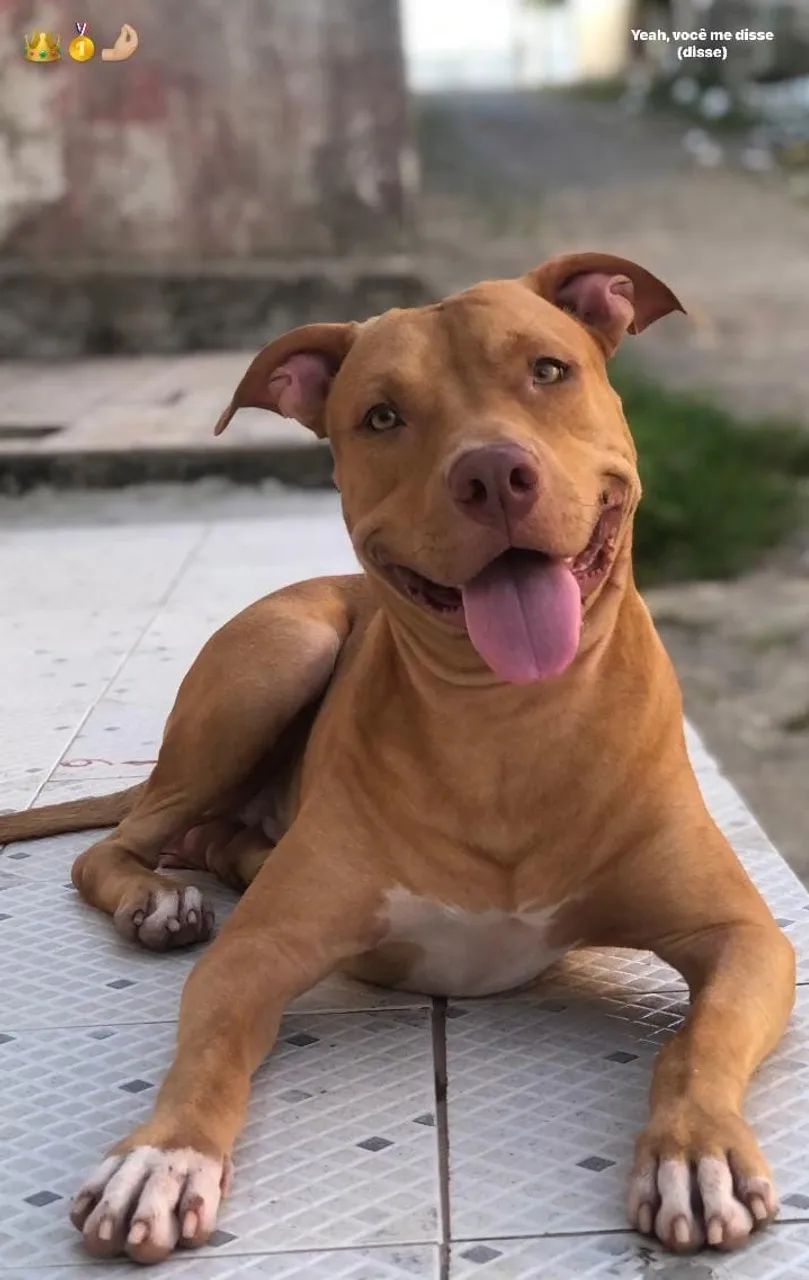 Filhotes de Pitbull para Doação  - Foto 4