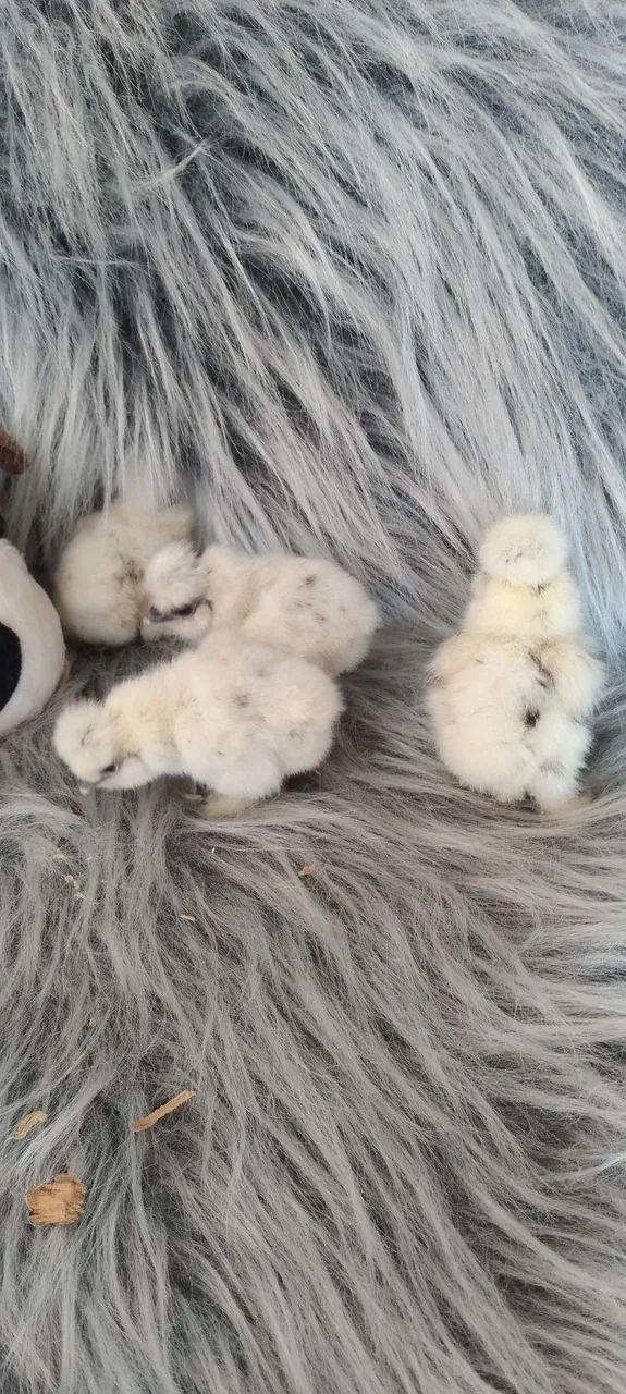 Raça sedosa silkie  - Foto 5