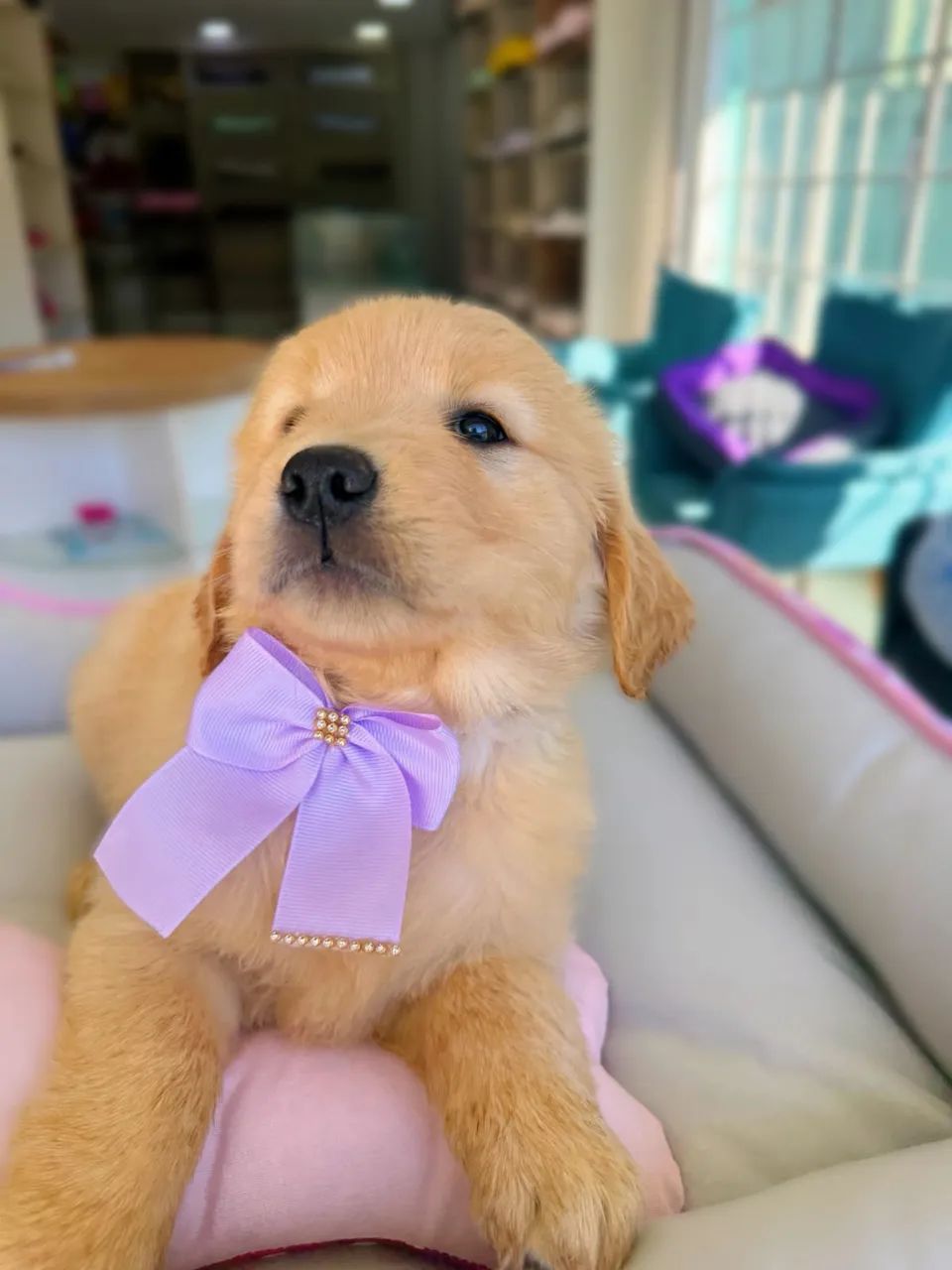Golden Retriever  - Foto 2
