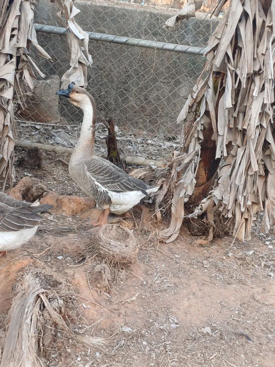 Vendo uma gansa Africana - Foto 3