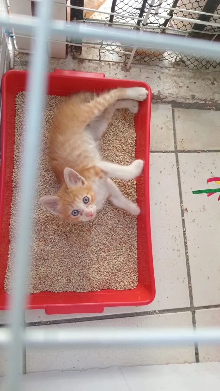 Adote um gatinho - Foto 6
