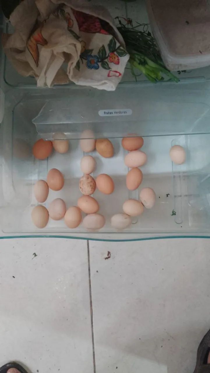 Galinhas a venda tenho vários raças rodhia ,Brahma,Nova gem,polaca e também tenho patos  - Foto 6