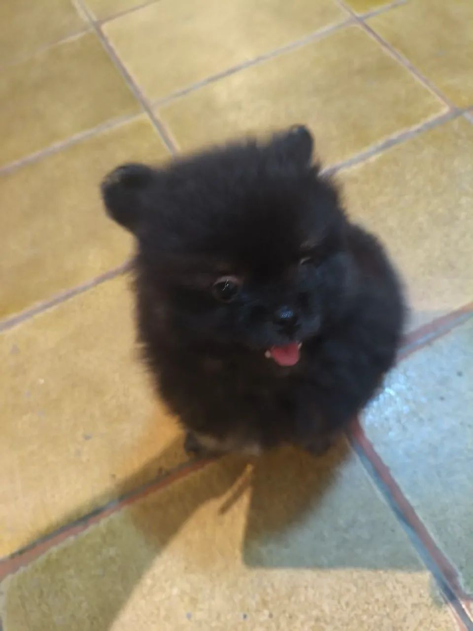 Spitz alemão macho - Foto 2