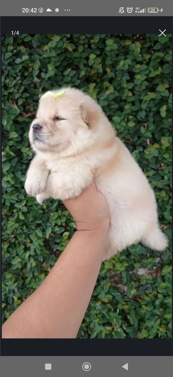 Filhote de chow chow 