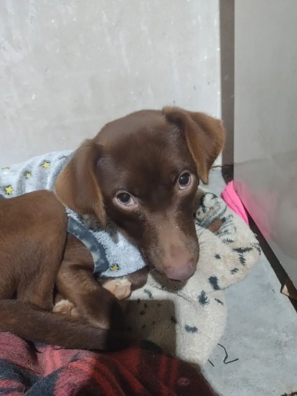 Para Doação - Porte Pequena - Foto 5