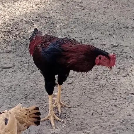Venda Galinha carpira  - Foto 3
