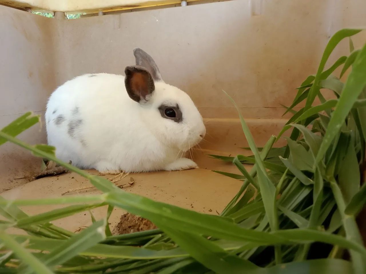 Coelho macho anão  - Foto 2