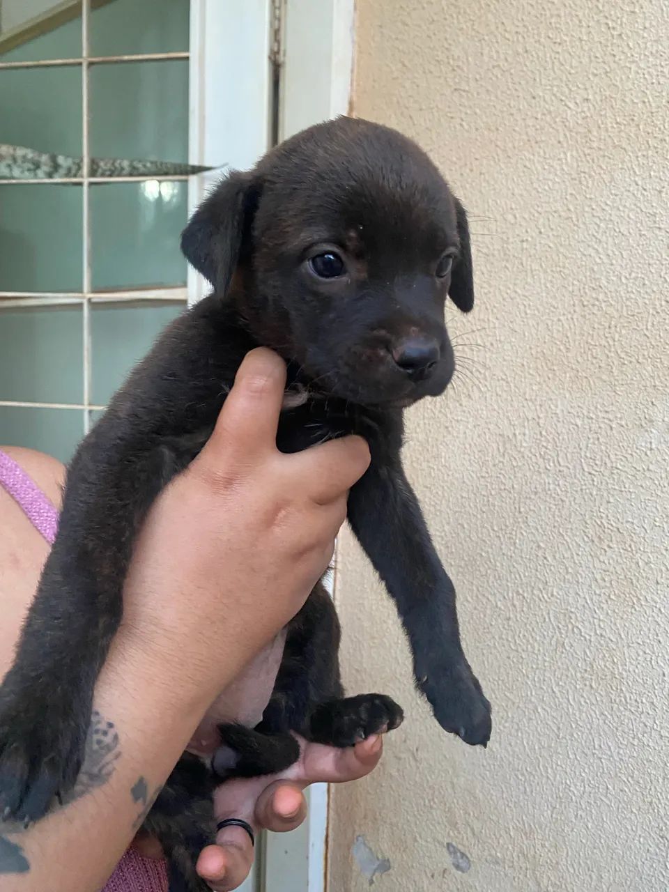 Adoção de filhotes vira lata - Foto 3