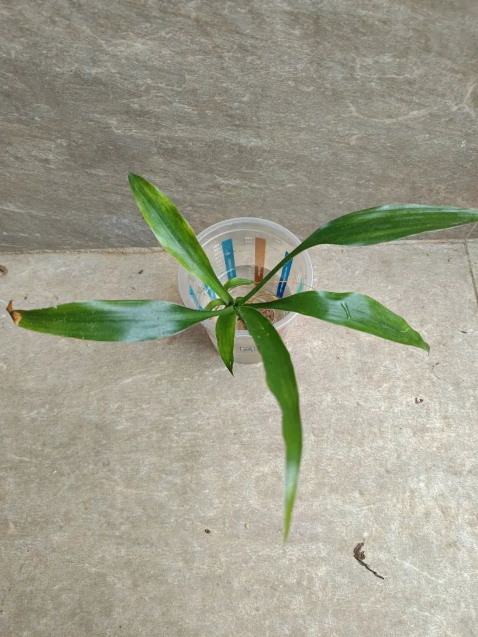 Muda de Bambu da Sorte 