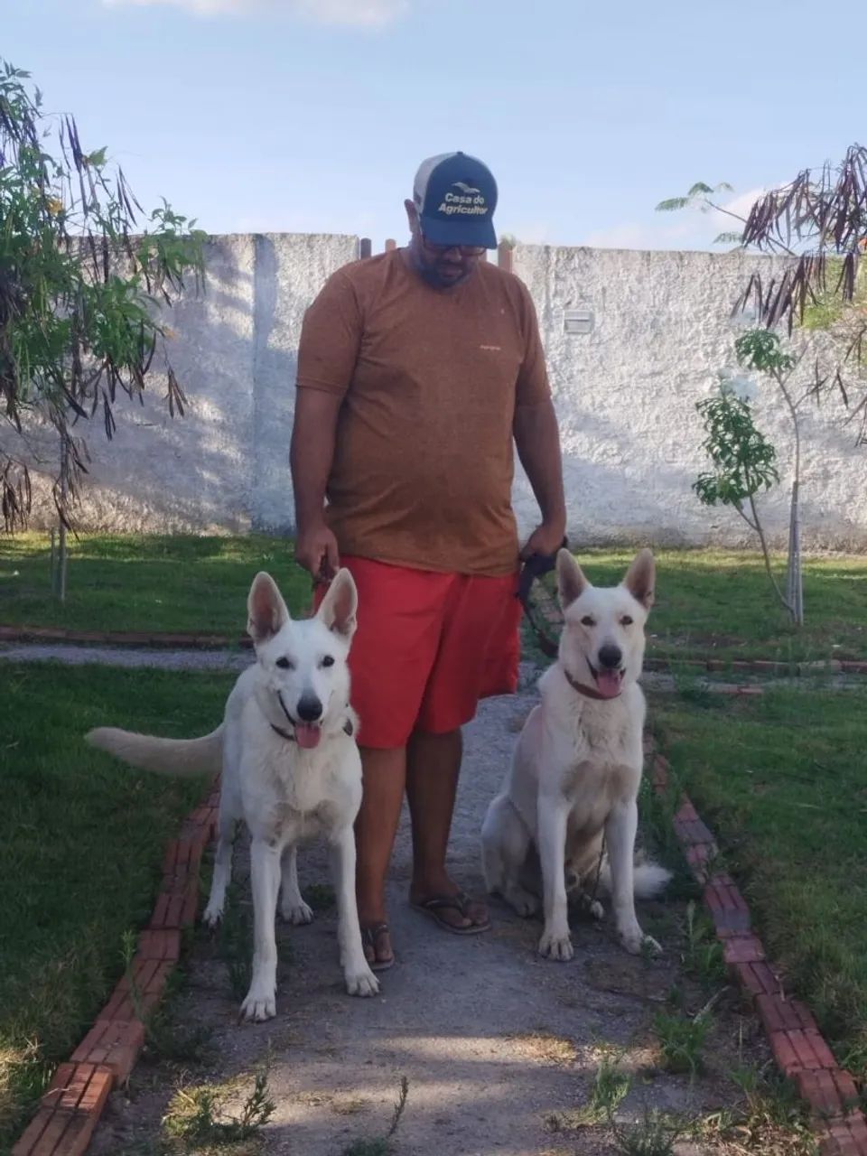Vendo PASTOR BRANCO SUÍÇO  - Foto 4