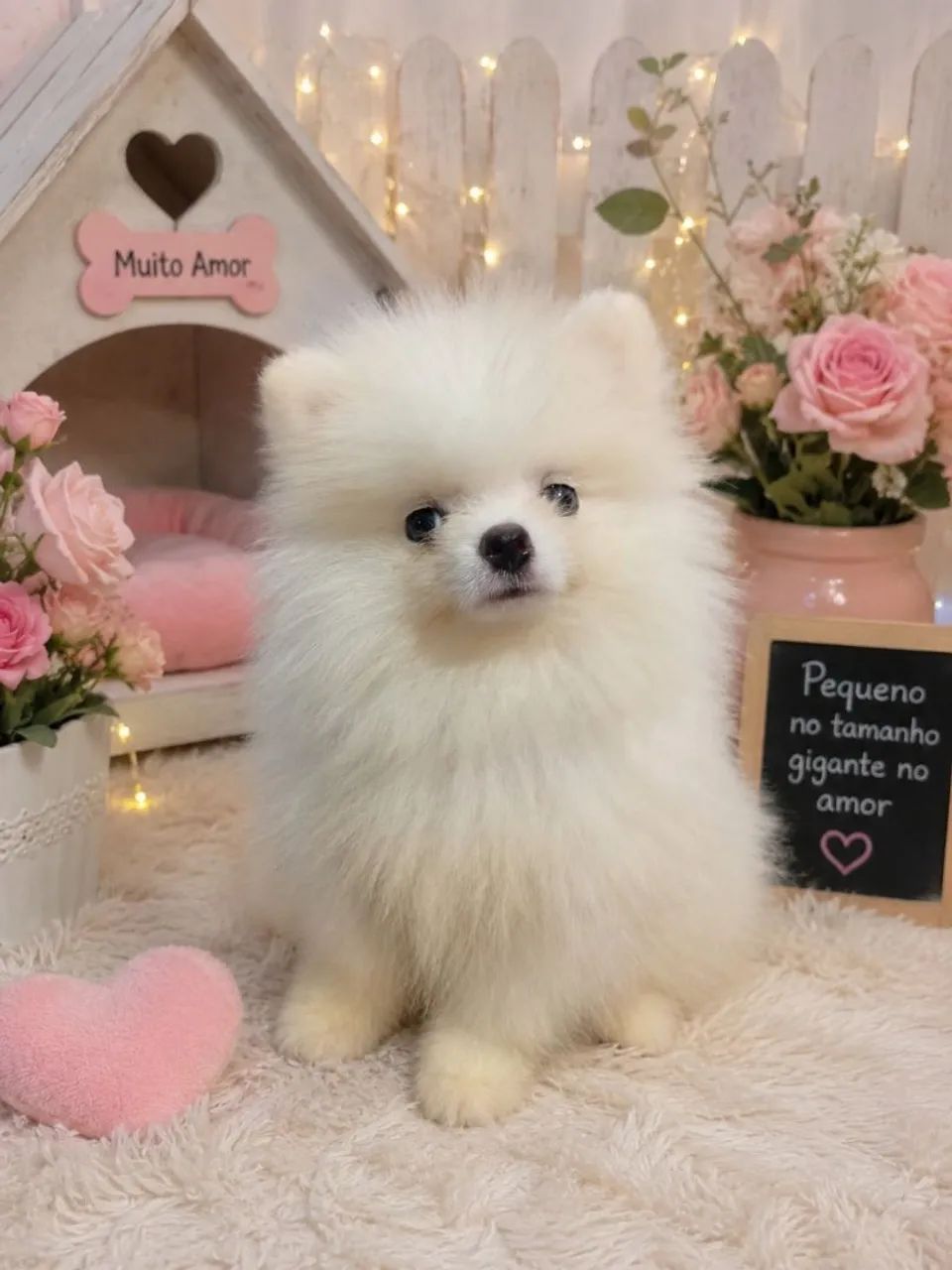 Spitz alemão macho