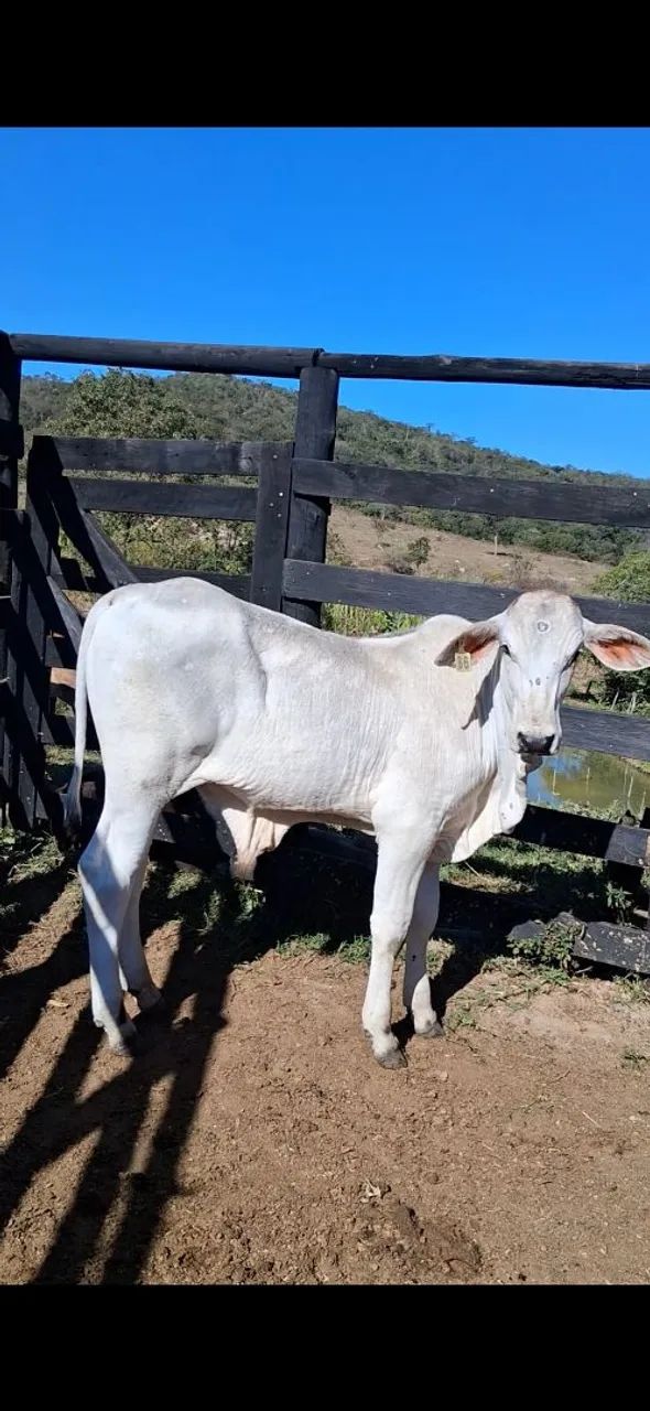 Bezerro nelore.  - Foto 4