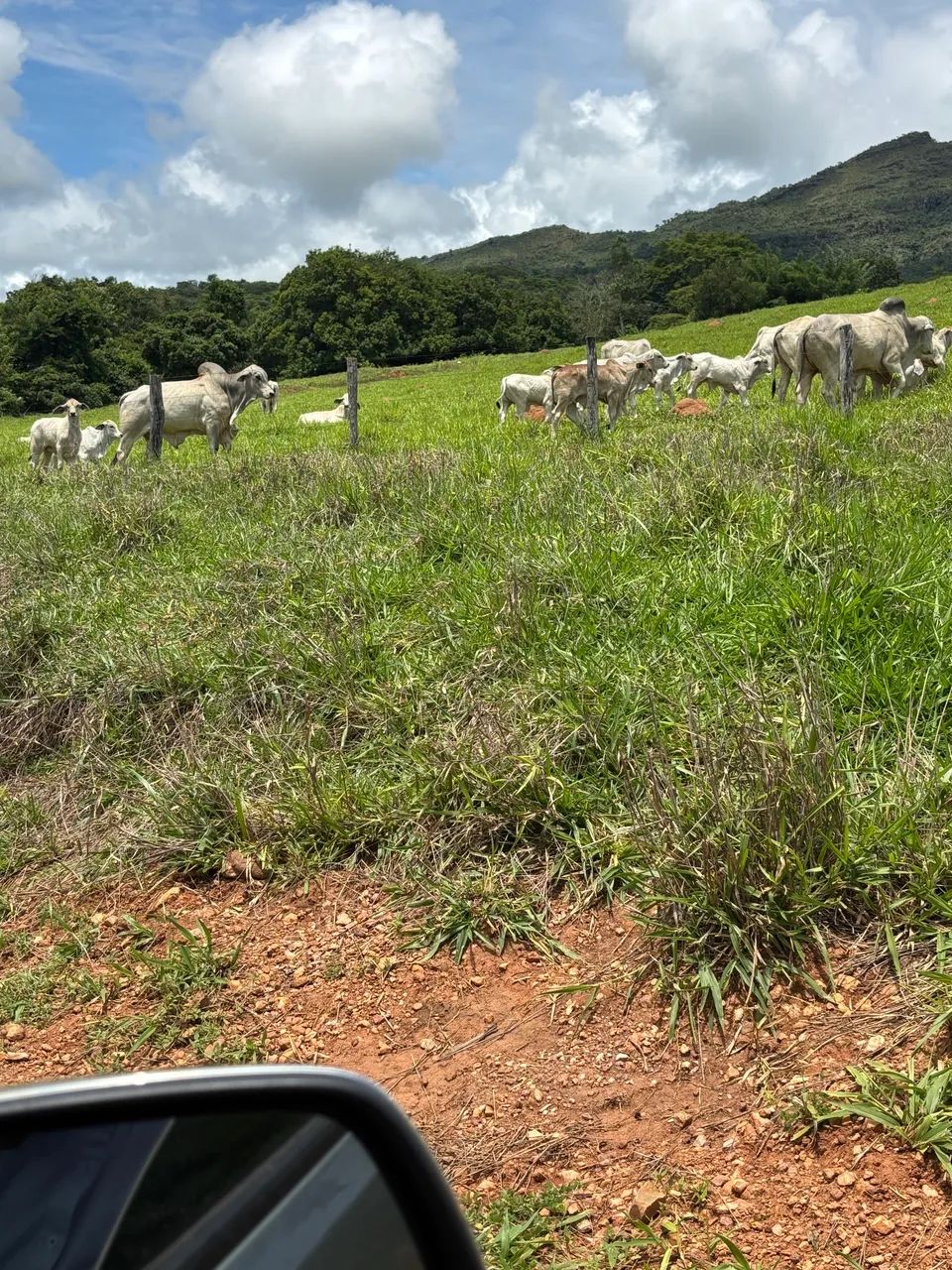 Gado Tababua - Foto 2