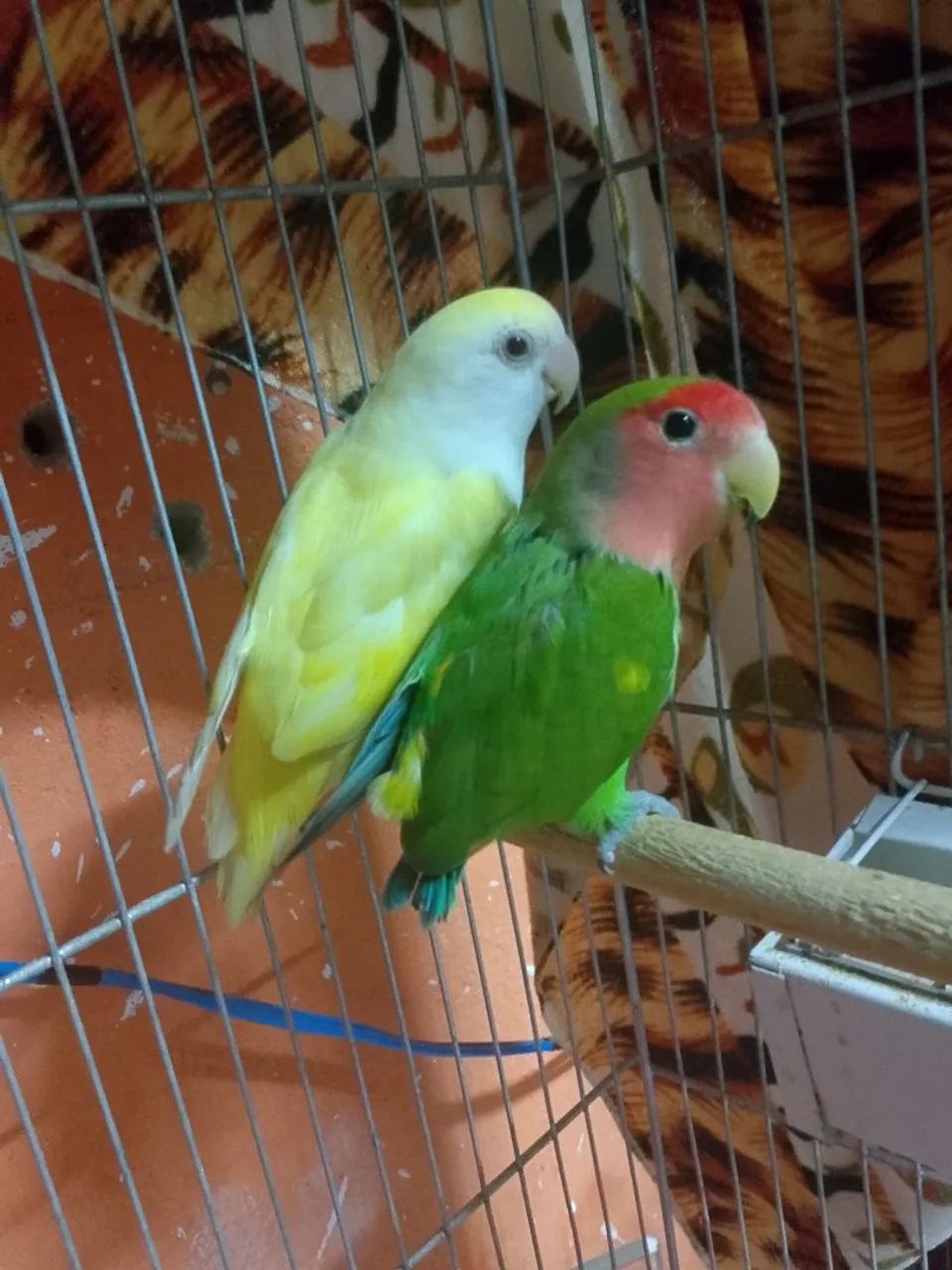 Gaiola  - Foto 2