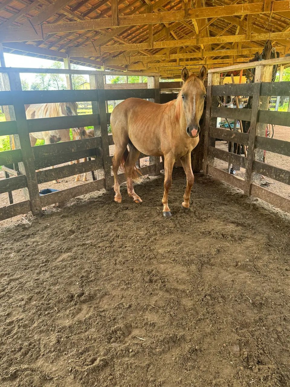Potro palomino PO - Foto 6