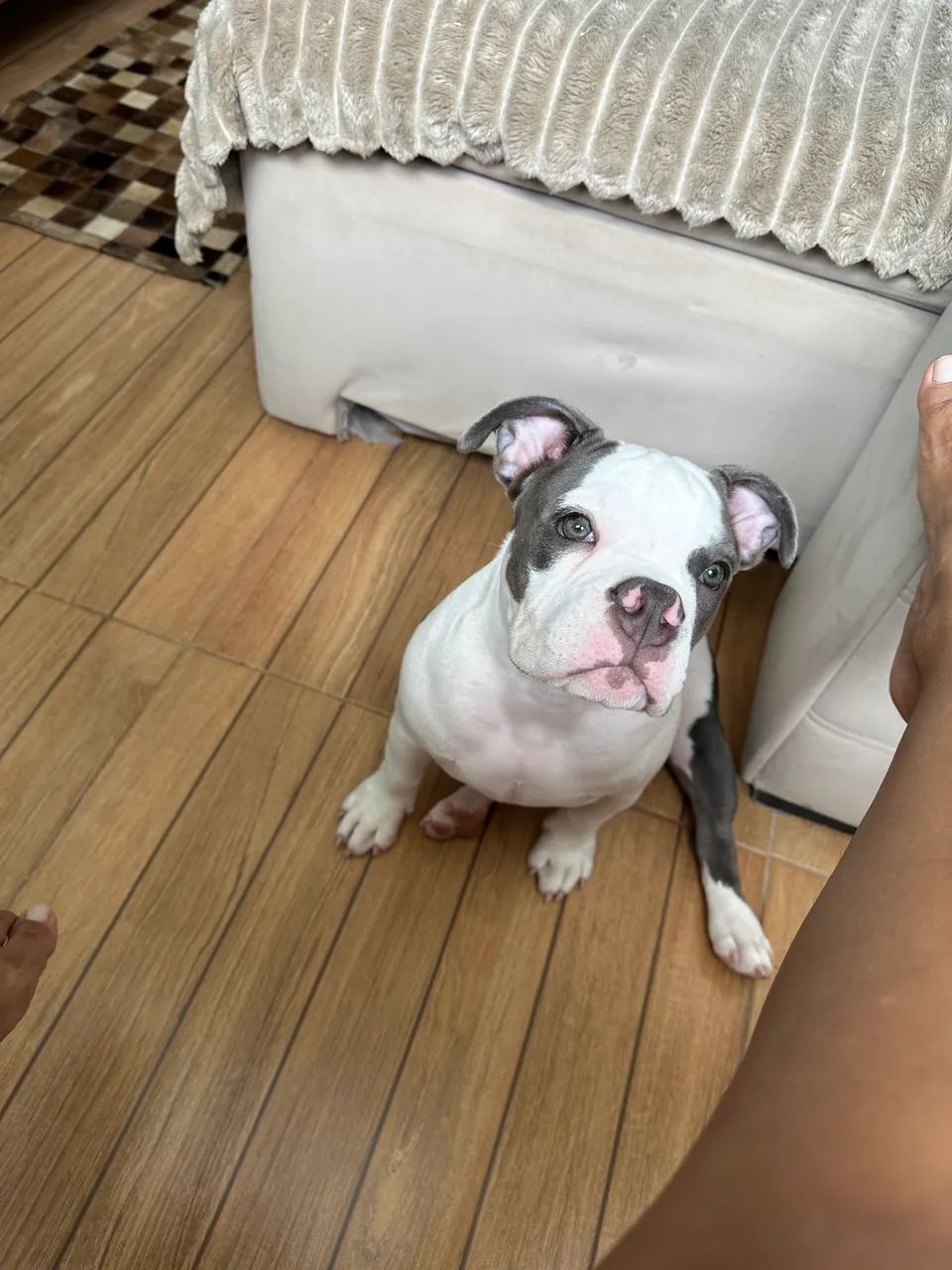 Filhote American Bully fêmea com pedigree 