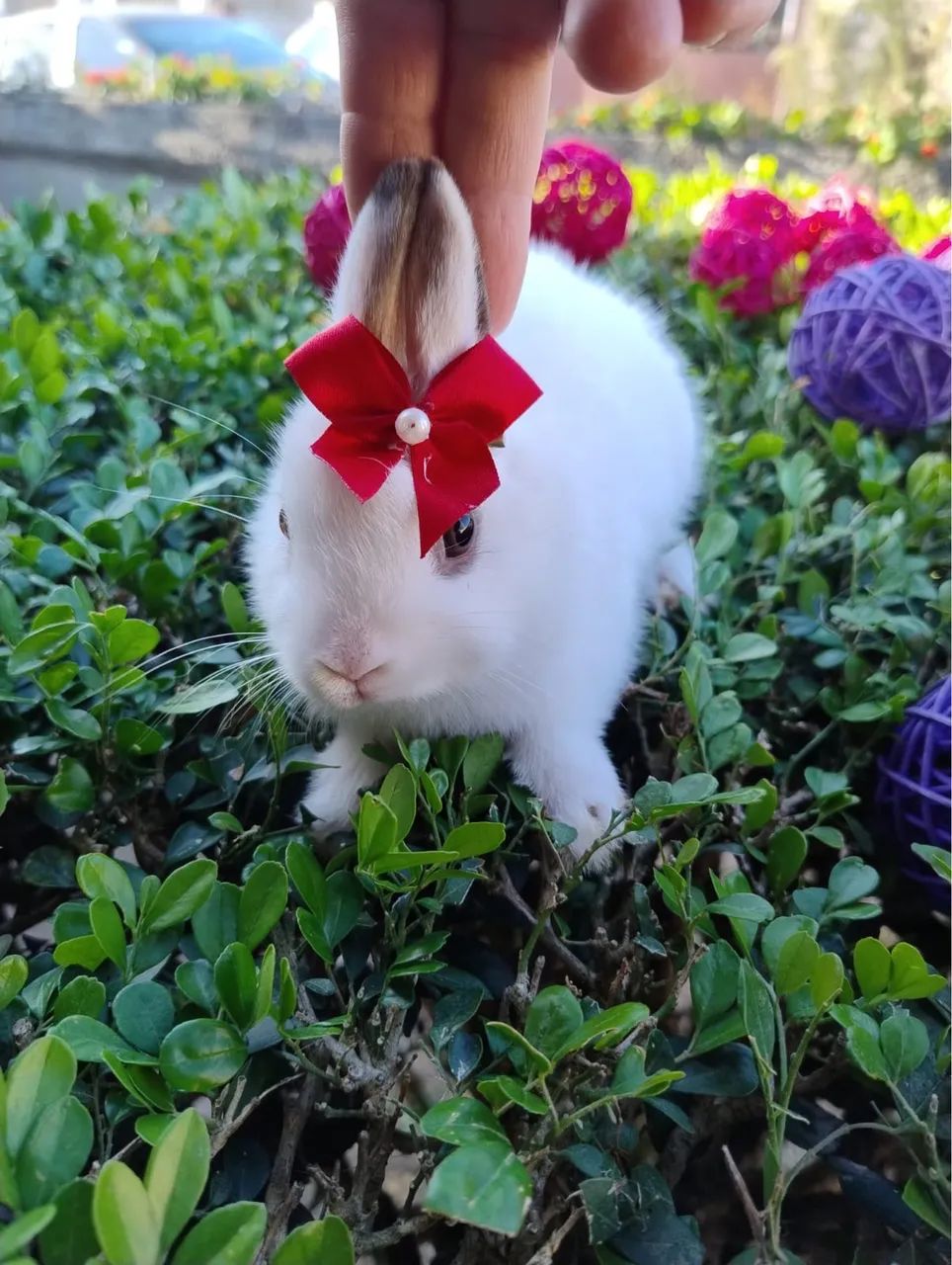 Coelho Netherland Anão - Importado