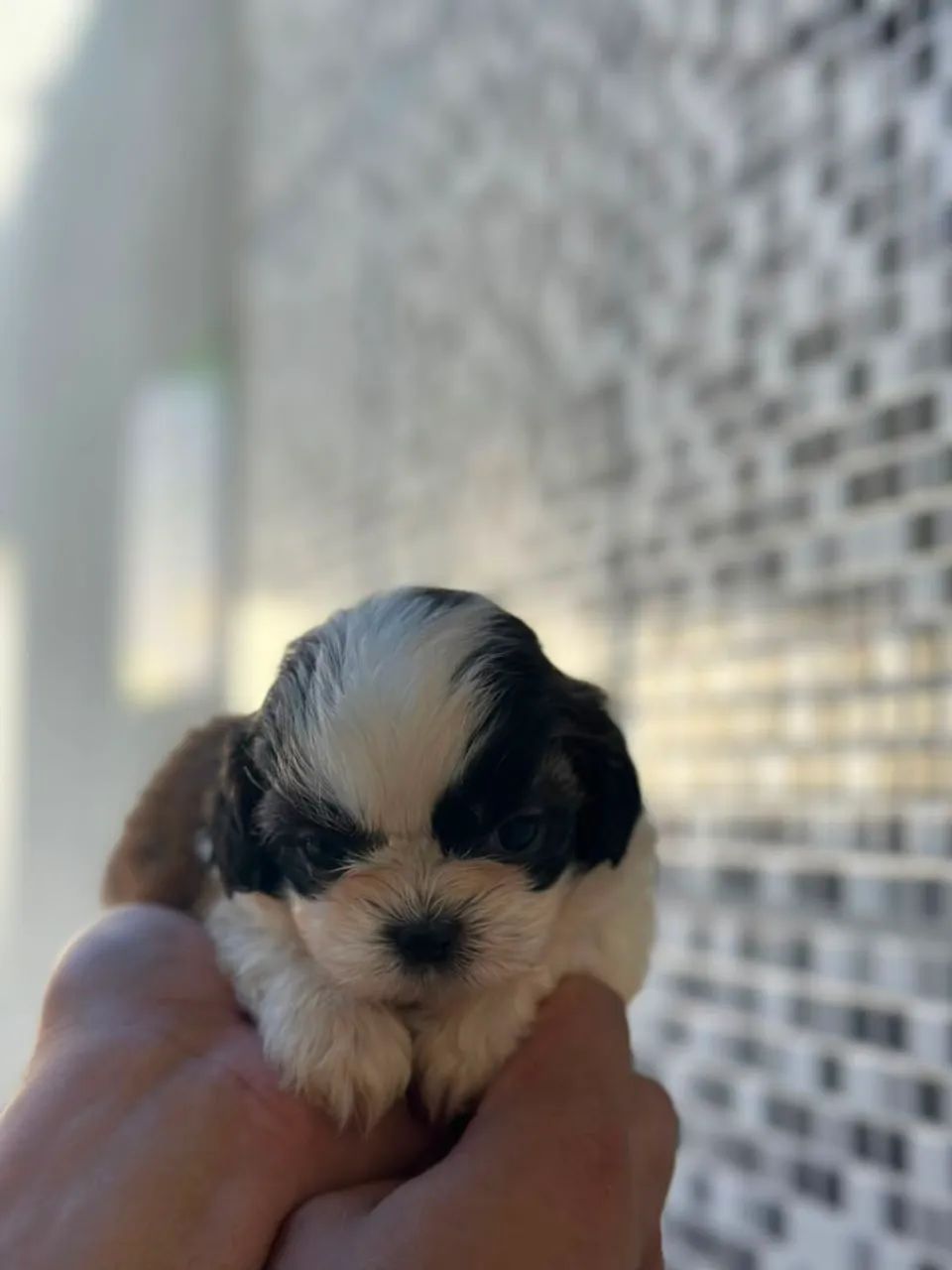 Mais que lindo perfeito shitzu - Foto 2