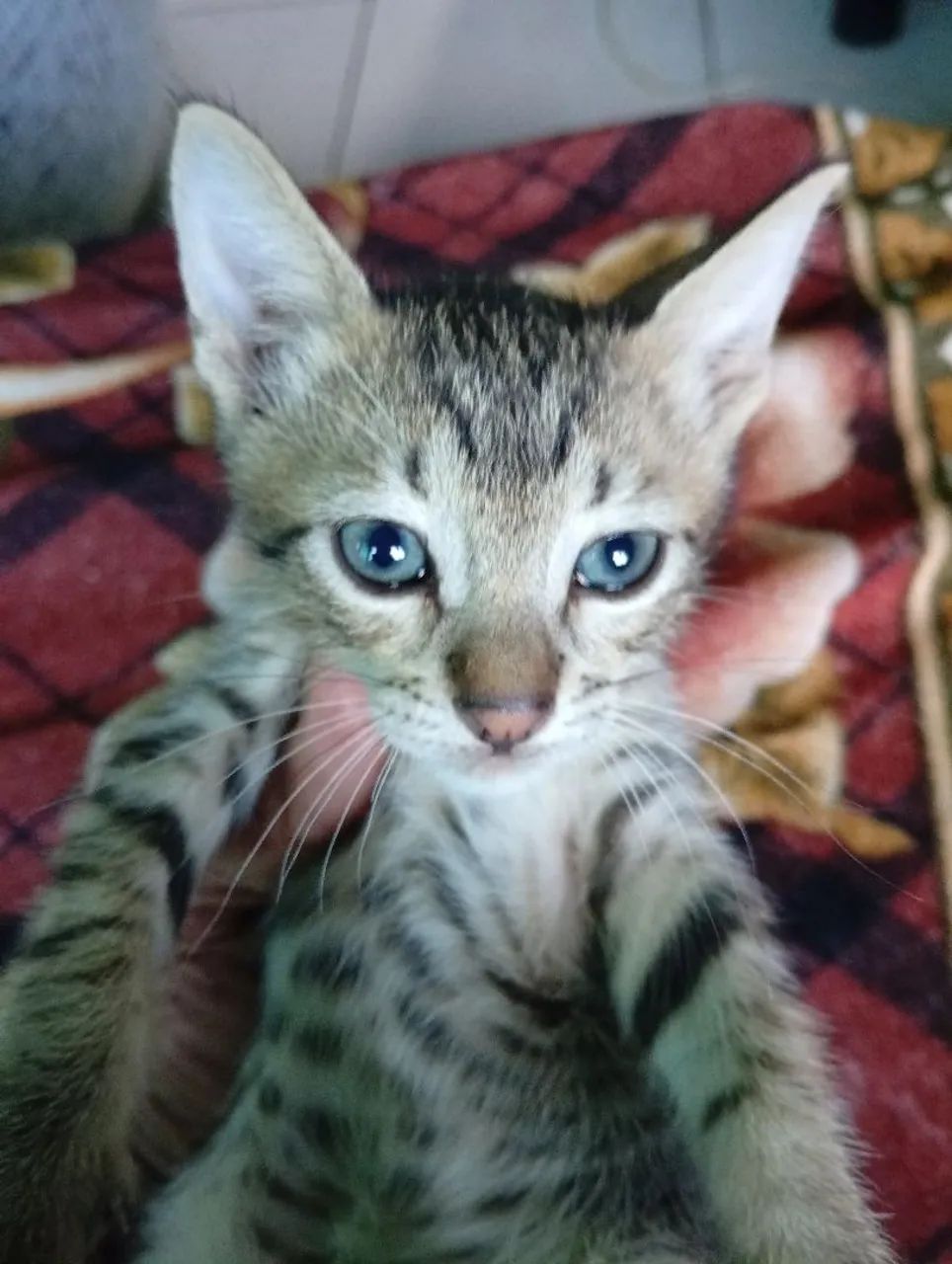 Filhote de gato  - Foto 4