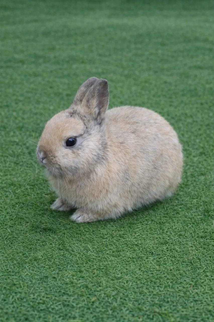 coelho anão raça netherland dwarf linhagem importada - Foto 6