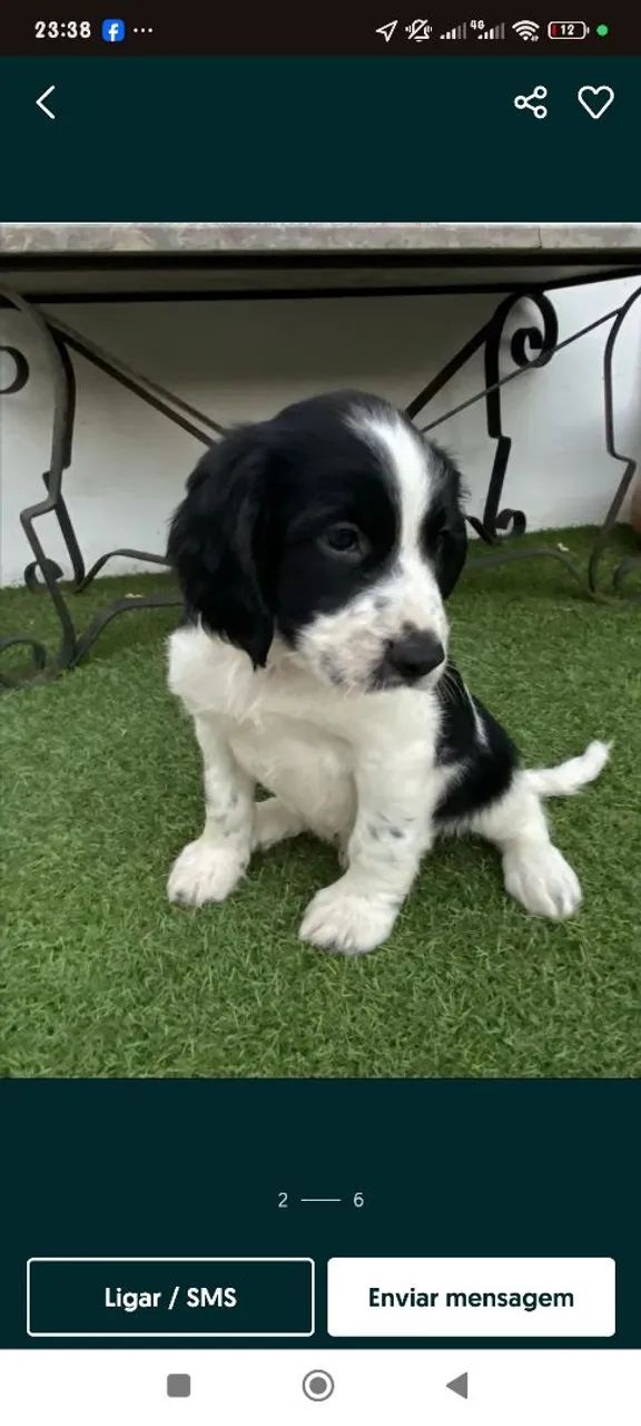 Border collie 