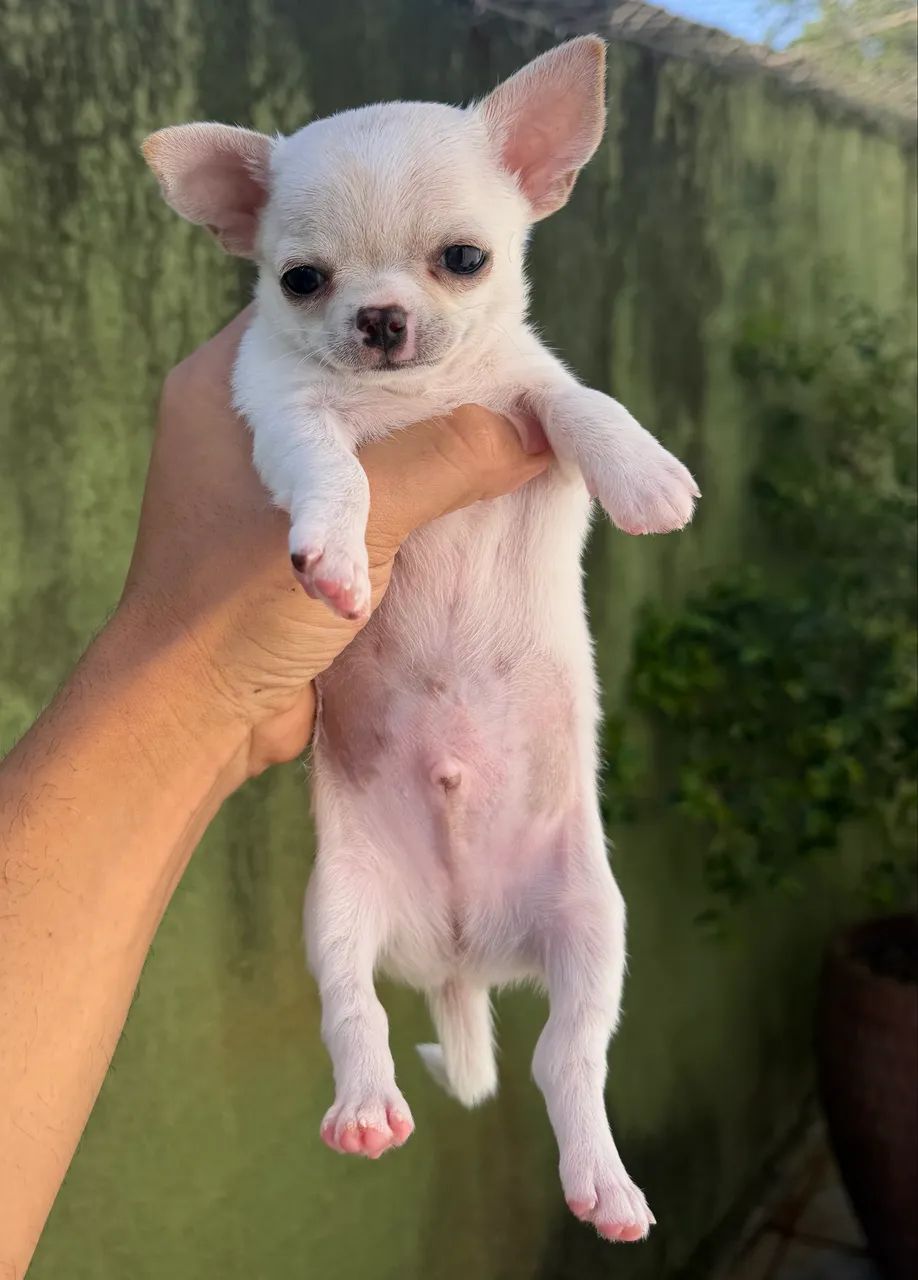 Chihuahua MACHO creme  - Foto 3