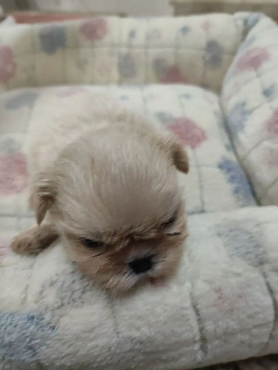 Shihtzu Macho - Foto 2