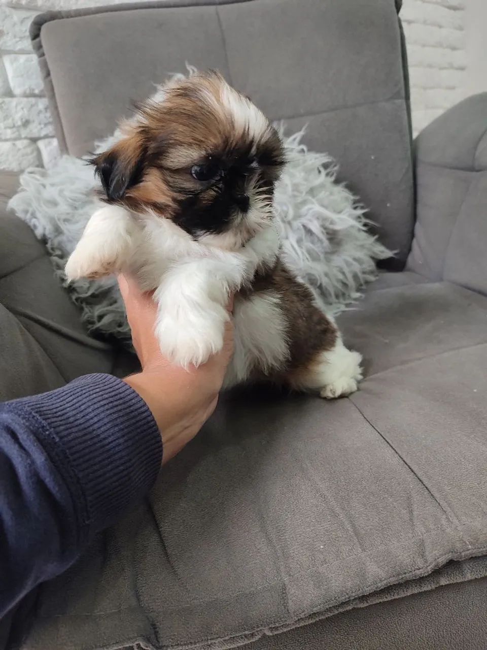 Filhotes de shihtzu