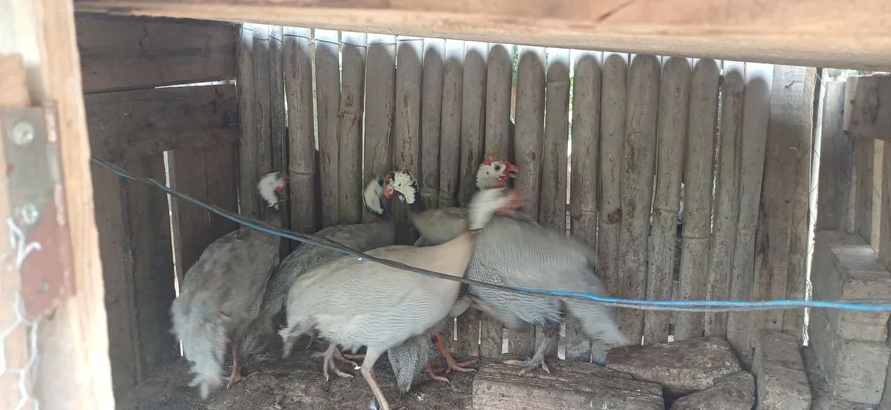 Angola lavanda(casal)