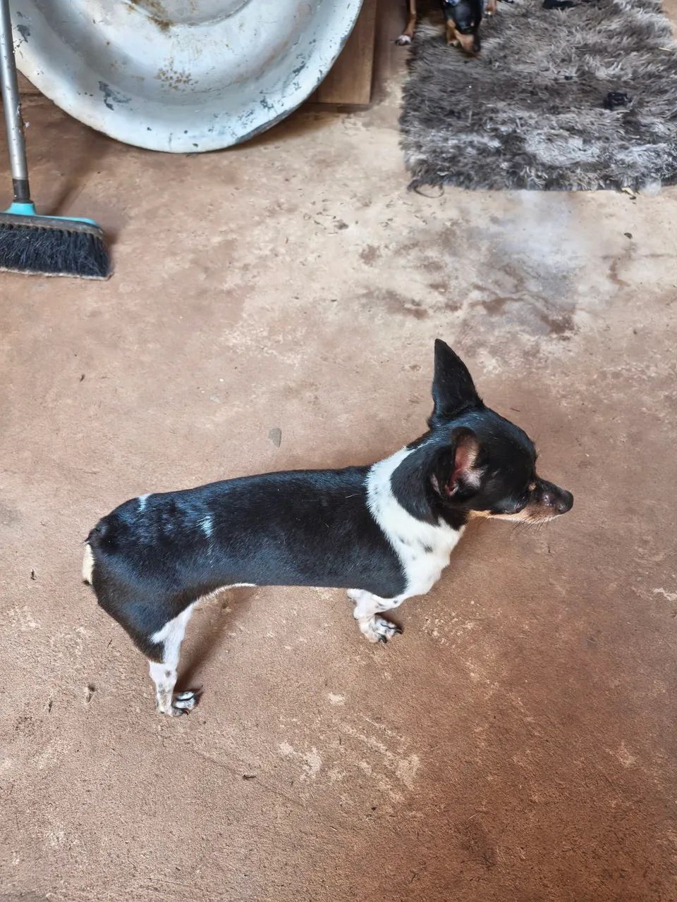 Venda de pinscher valor 350.00 os dois acima são pai e a mãe 