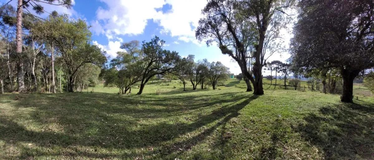 CAXIAS DO SUL - Terreno Padrão - ANA RECH - Foto 5